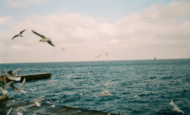 Immigration lawyer in Odessa, Ukraine